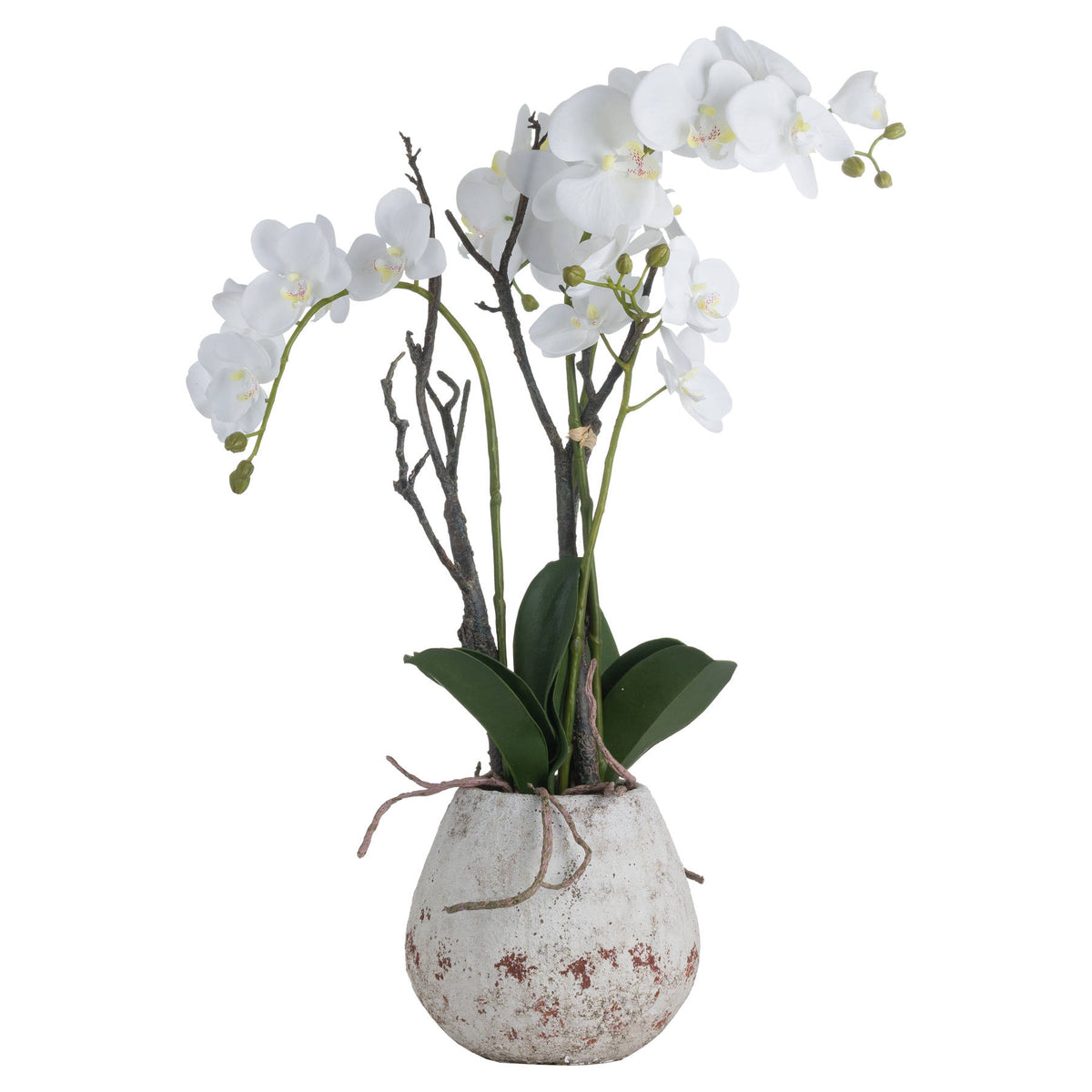 White Orchid In Stone Pot by Hill Interiors - image 2