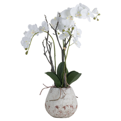 White Orchid In Stone Pot by Hill Interiors - image 2
