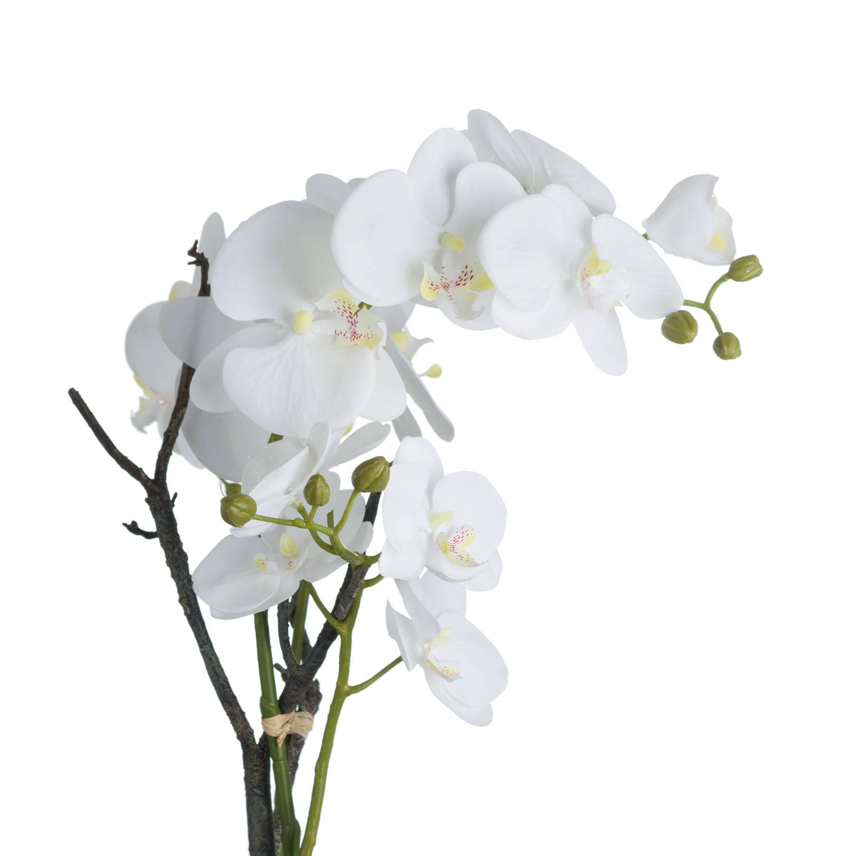 White Orchid In Stone Pot by Hill Interiors - image 3