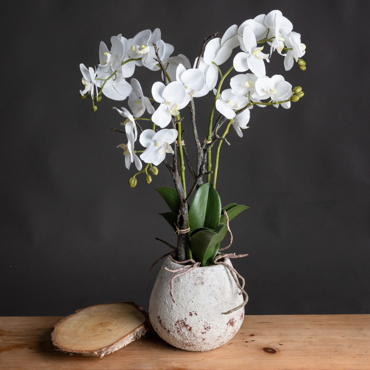 White Orchid In Stone Pot by Hill Interiors