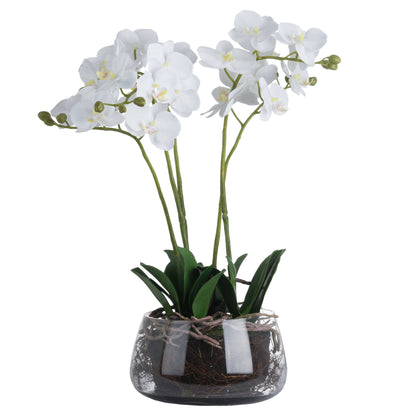 White Orchid In Glass Pot by Hill Interiors - image 2