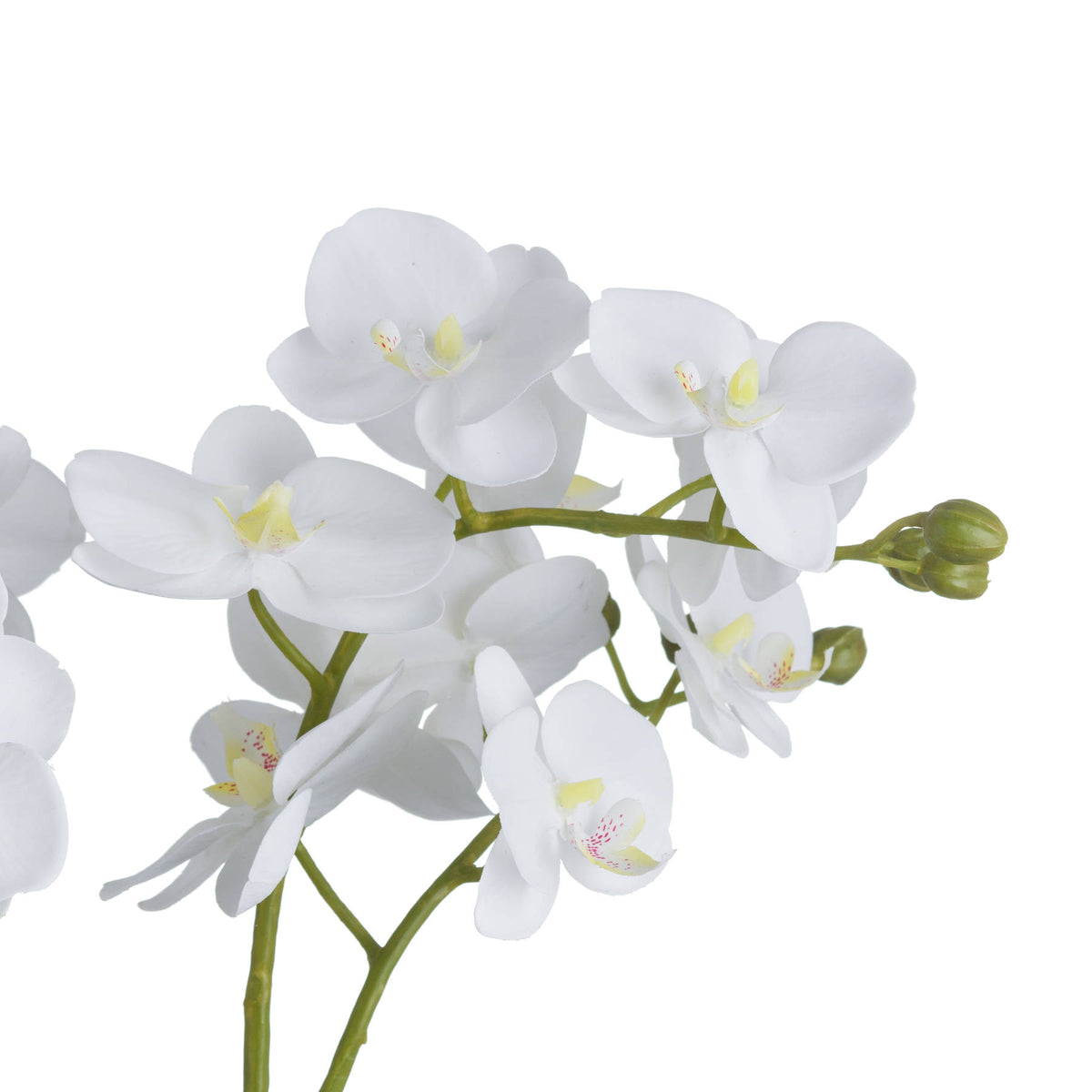 White Orchid In Glass Pot by Hill Interiors - image 3