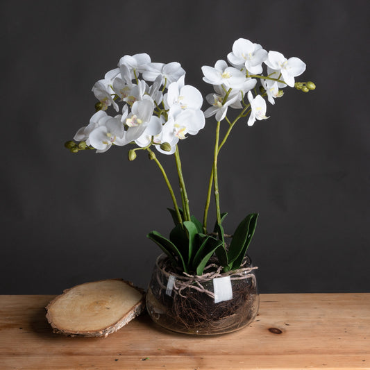 White Orchid In Glass Pot by Hill Interiors
