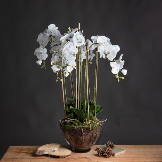 Large White Orchid In Glass Pot by Hill Interiors