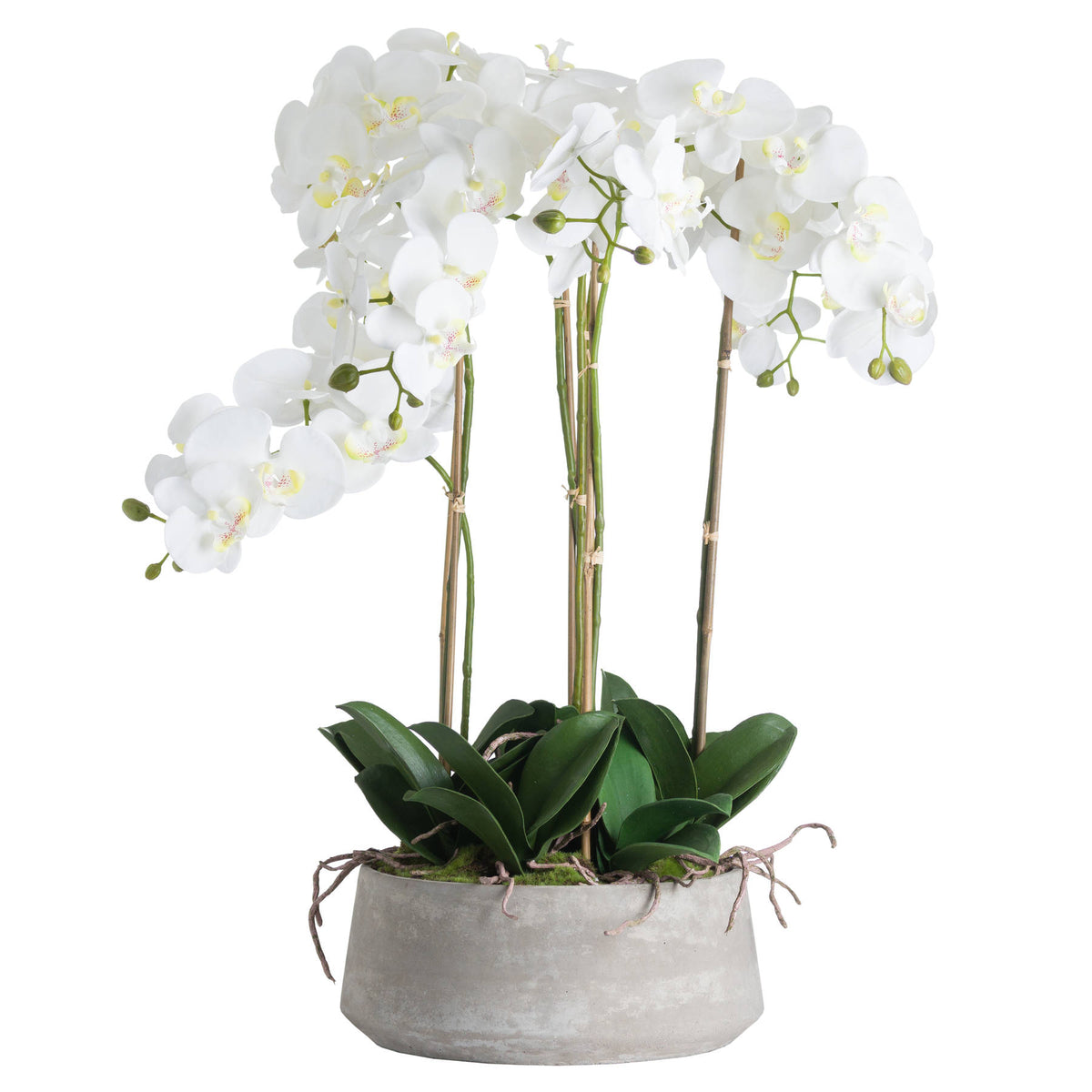 Large White Orchid In Stone Pot by Hill Interiors - image 2