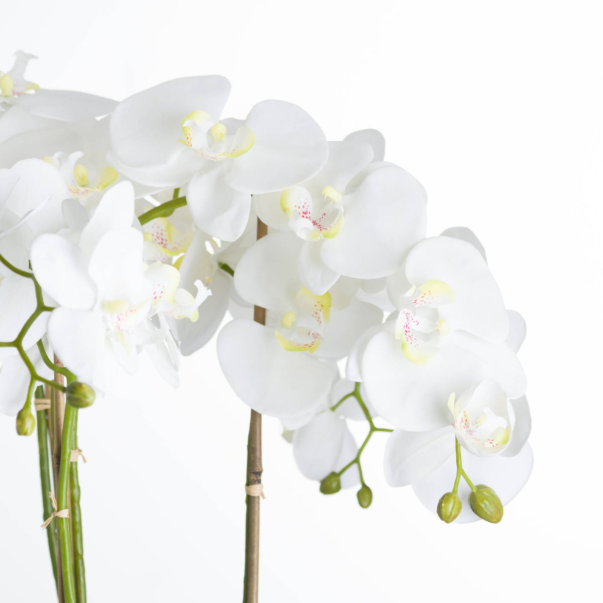 Large White Orchid In Stone Pot by Hill Interiors - image 3