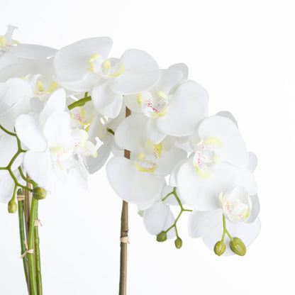 Large White Orchid In Stone Pot by Hill Interiors - image 3