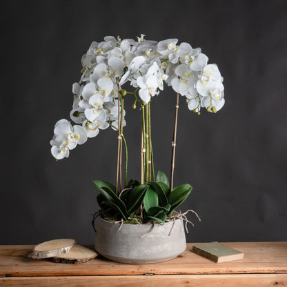 Large White Orchid In Stone Pot by Hill Interiors