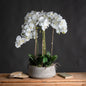Large White Orchid In Stone Pot by Hill Interiors