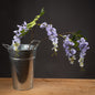Lilac Wisteria by Hill Interiors