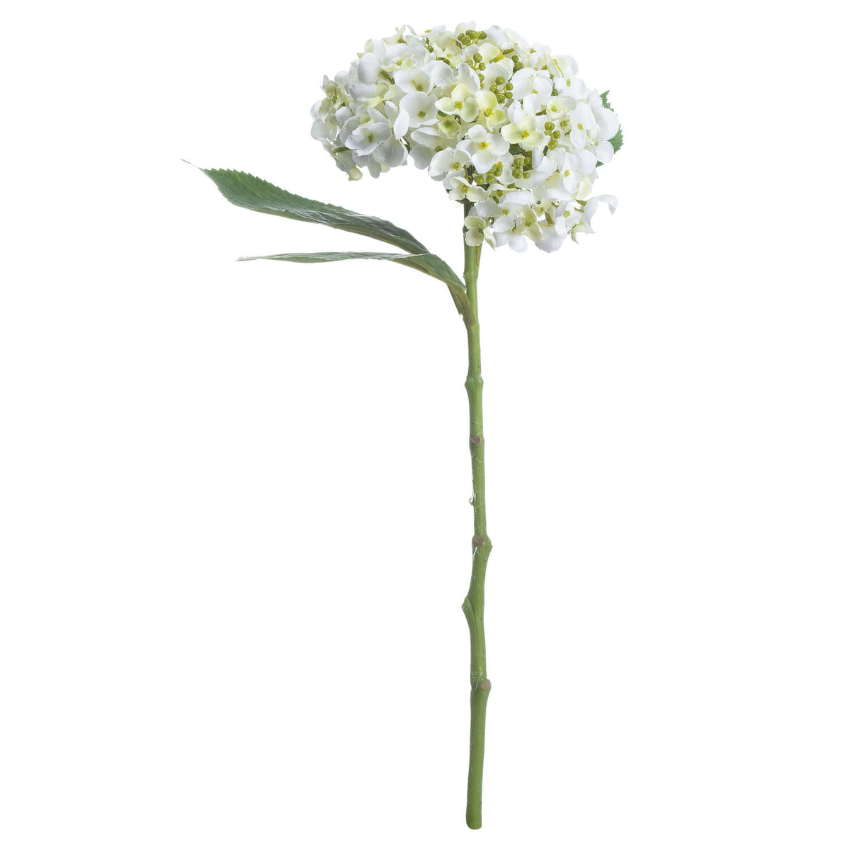 White Lace Cap Hydrangea by Hill Interiors - image 3