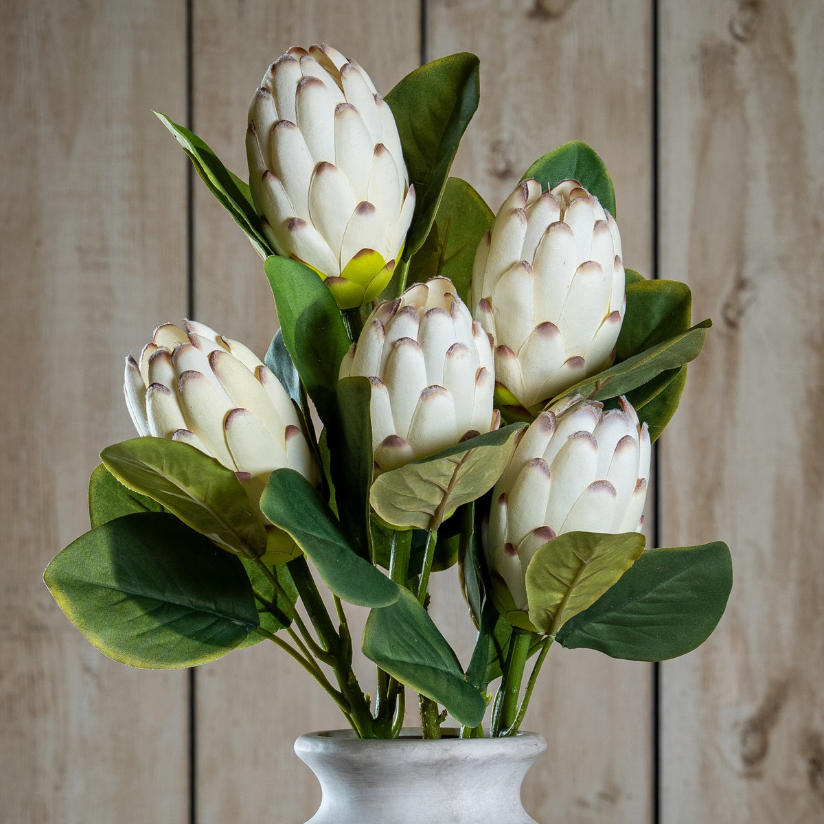 Closed White Protea by Hill Interiors