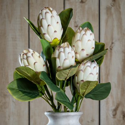 Closed White Protea by Hill Interiors