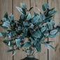 Seeded Eucalyptus Stem by Hill Interiors