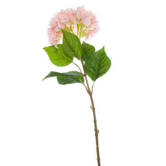 Single Pink Hydrangea by Hill Interiors