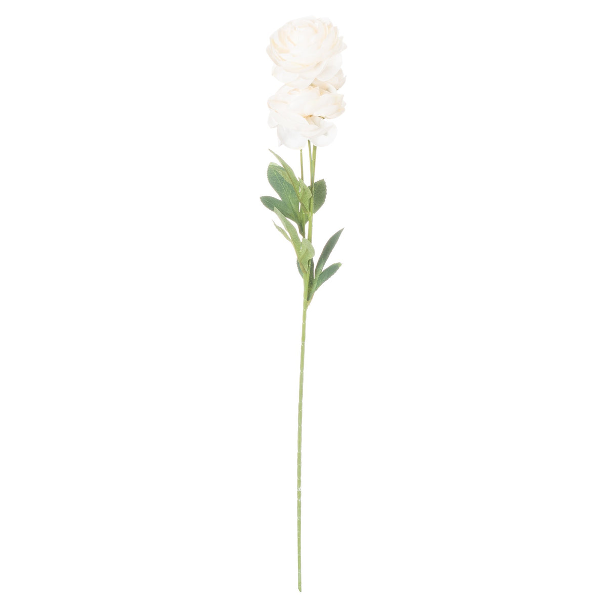 Cream Ranunculus by Hill Interiors - image 3