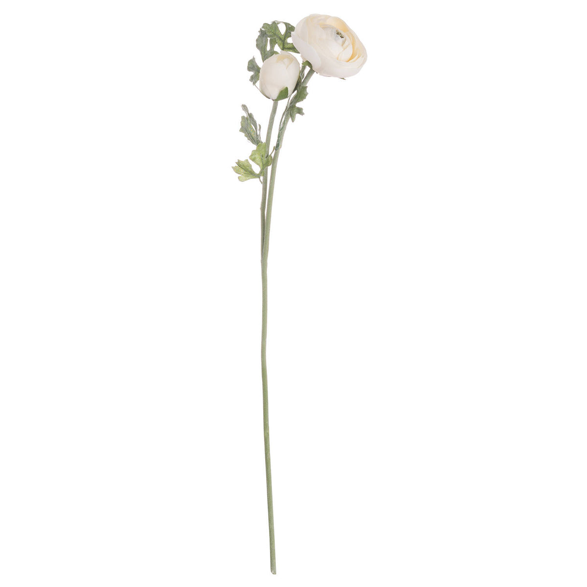 Soft Cream Ranunculus by Hill Interiors - image 3