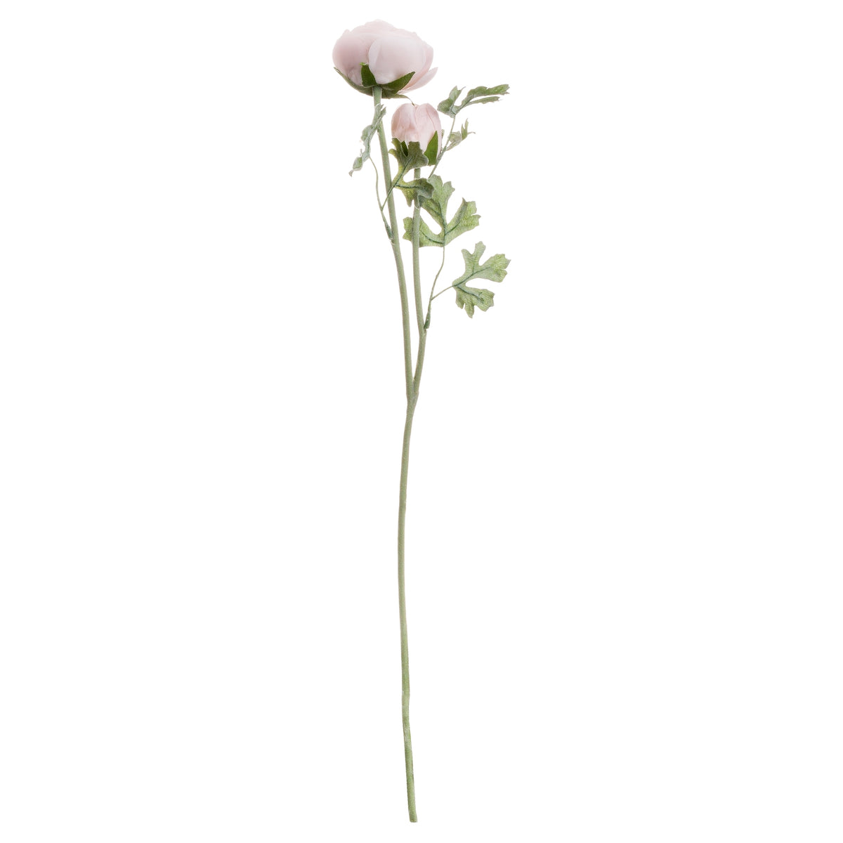 Pastel Pink Ranunculus by Hill Interiors - image 4