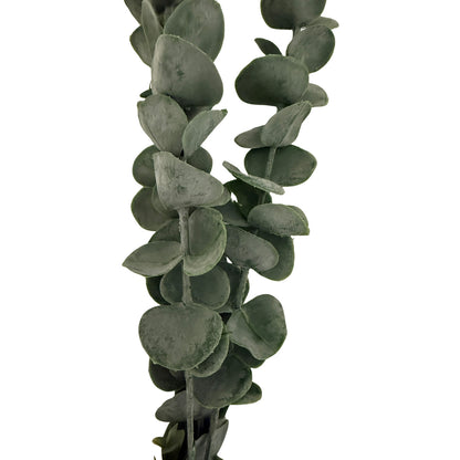 Silver Dollar Eucalyptus by Hill Interiors - image 2