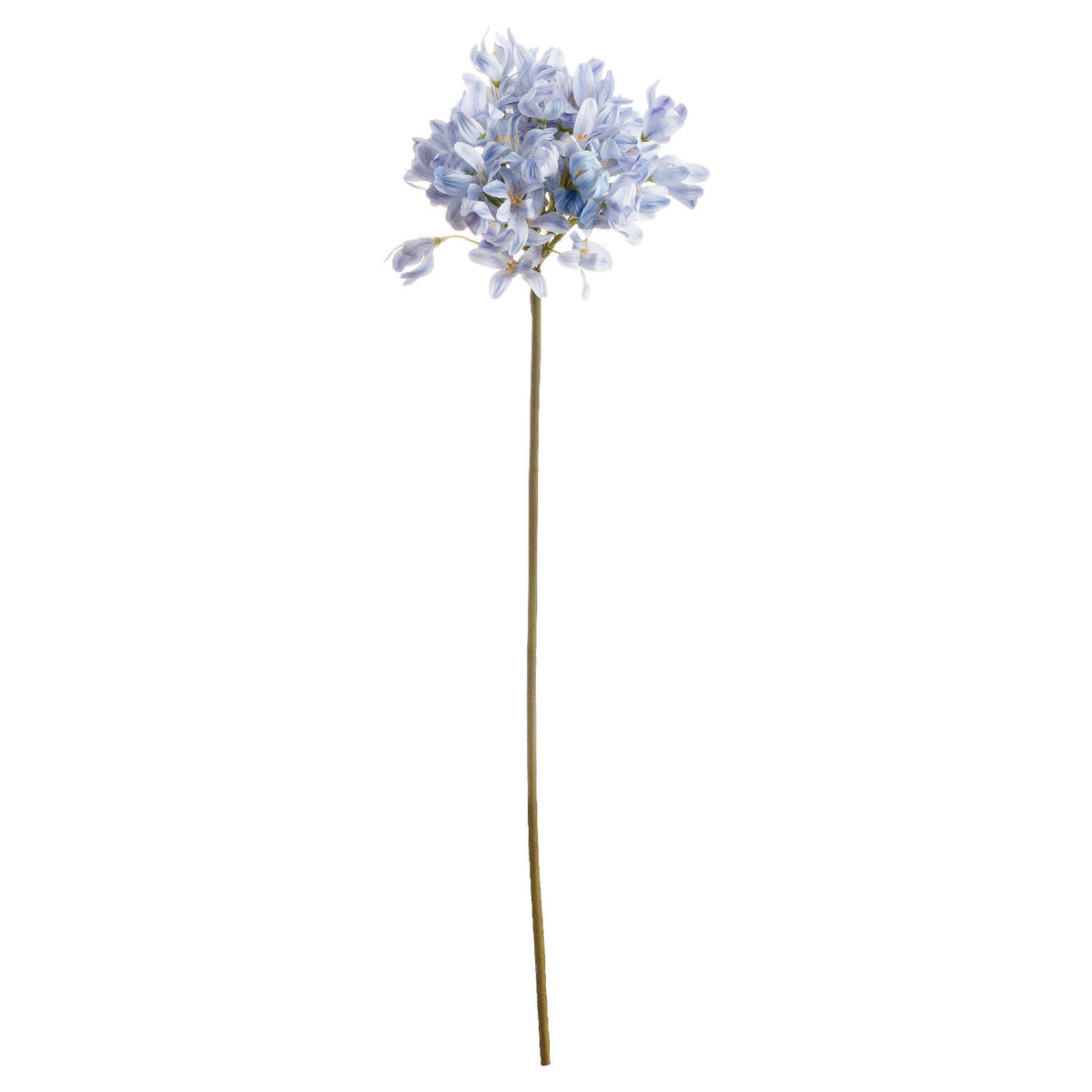Light Blue Large Headed Agapanthus by Hill Interiors - image 2