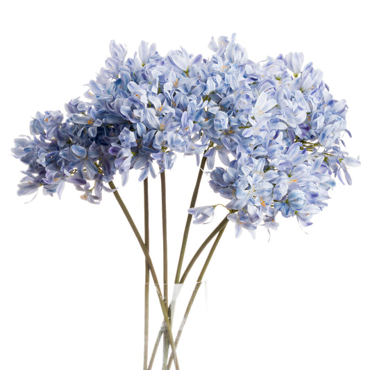 Light Blue Large Headed Agapanthus by Hill Interiors