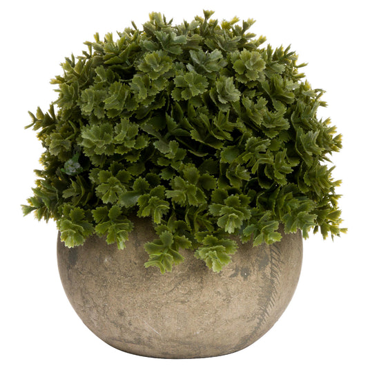 Miniature Hebe Veronica In Pot by Hill Interiors