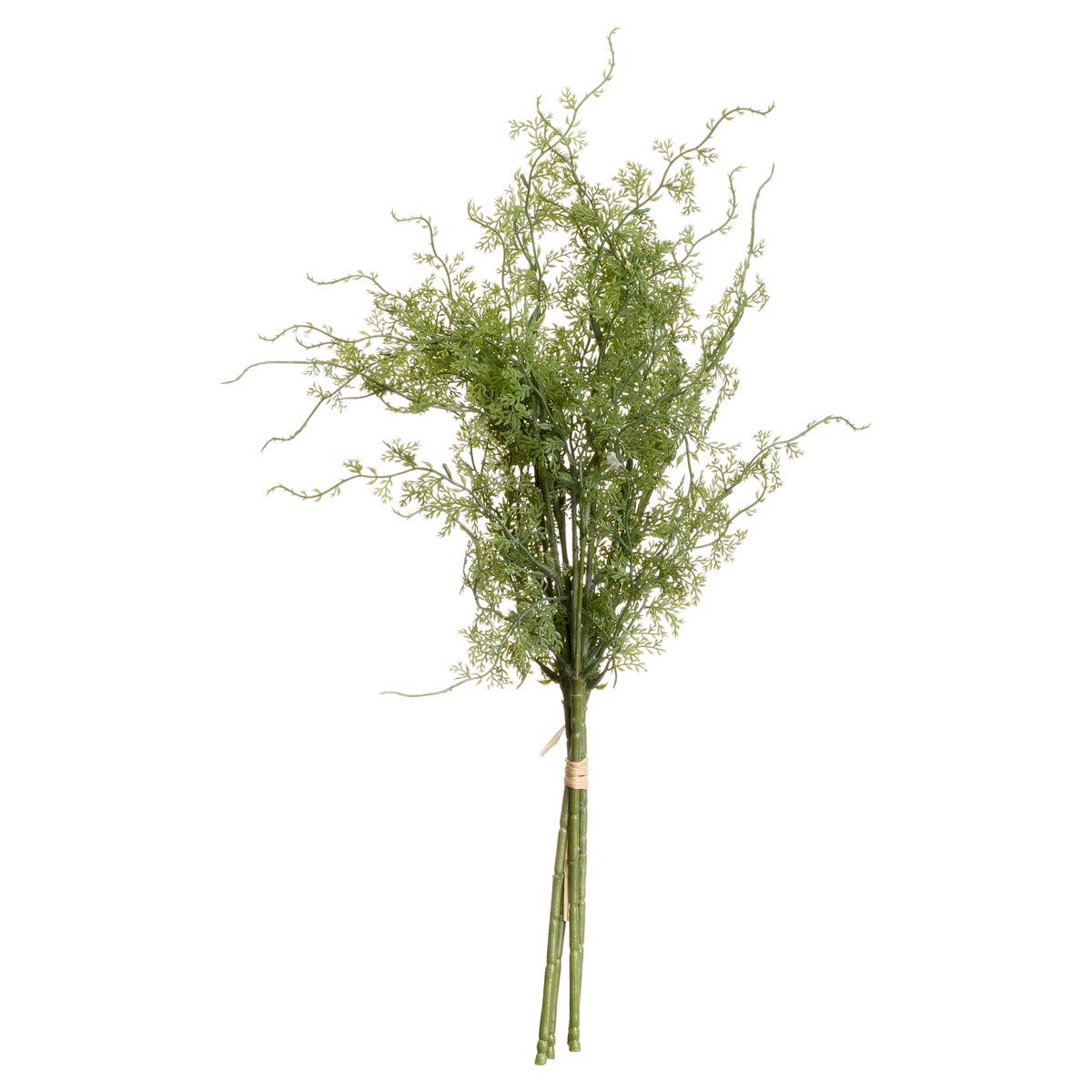 Asparagus Fern Bunch by Hill Interiors - image 3