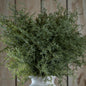 Asparagus Fern Bunch by Hill Interiors