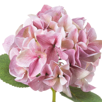 Shabby Pink Single Hydrangea by Hill Interiors - image 3