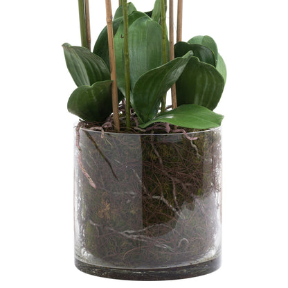 Large White Tall Orchid In Glass Pot by Hill Interiors - image 3