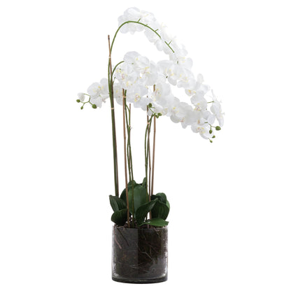 Large White Tall Orchid In Glass Pot by Hill Interiors