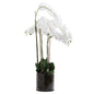 Large White Tall Orchid In Glass Pot by Hill Interiors