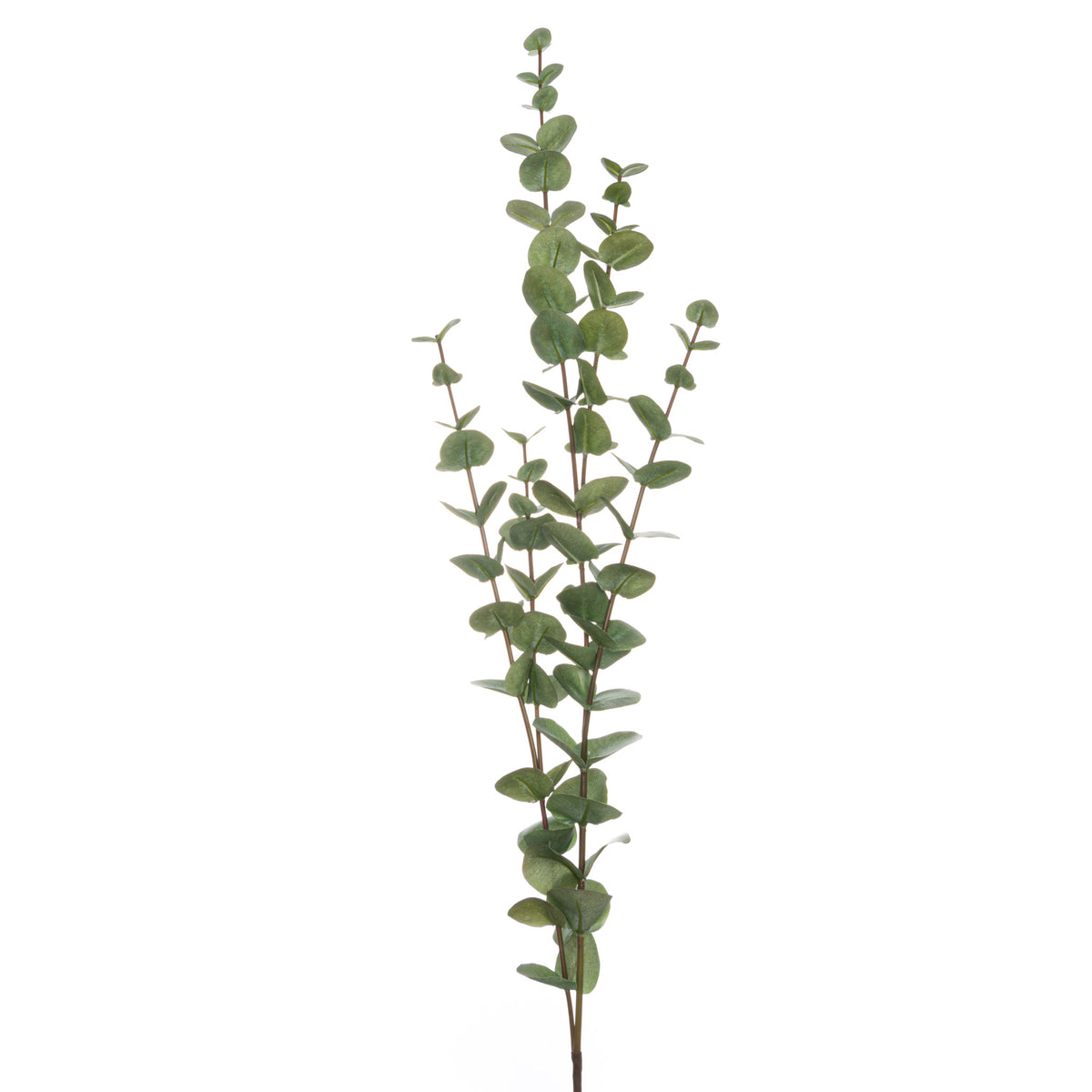 Large Cineraria Eucalyptus Spray by Hill Interiors - image 2