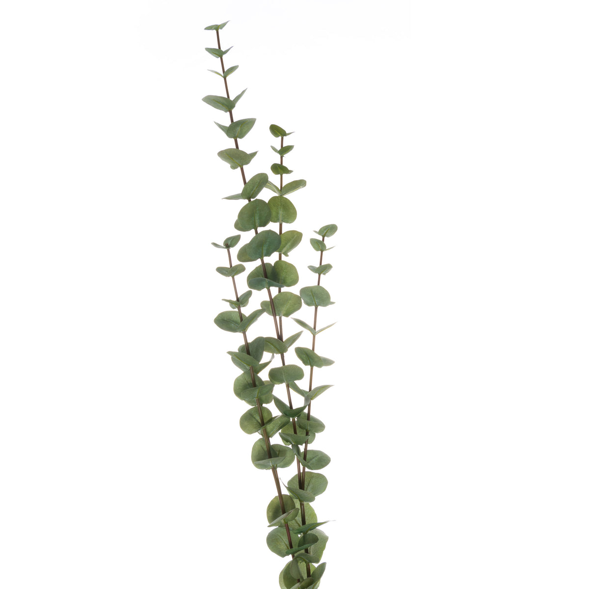 Large Cineraria Eucalyptus Spray by Hill Interiors