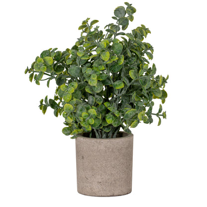 Eucalyptus Plant In Stone Effect Pot by Hill Interiors
