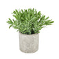 Buxus Plant In Stone Effect Pot by Hill Interiors