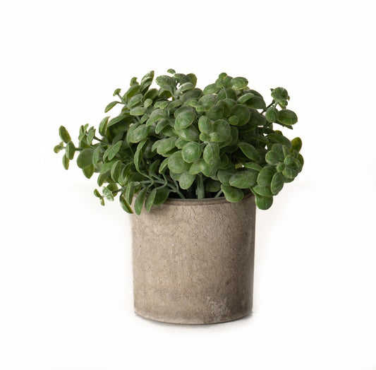Basil Plant In Stone Effect Pot by Hill Interiors