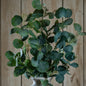 Eucalyptus Stem Spray by Hill Interiors