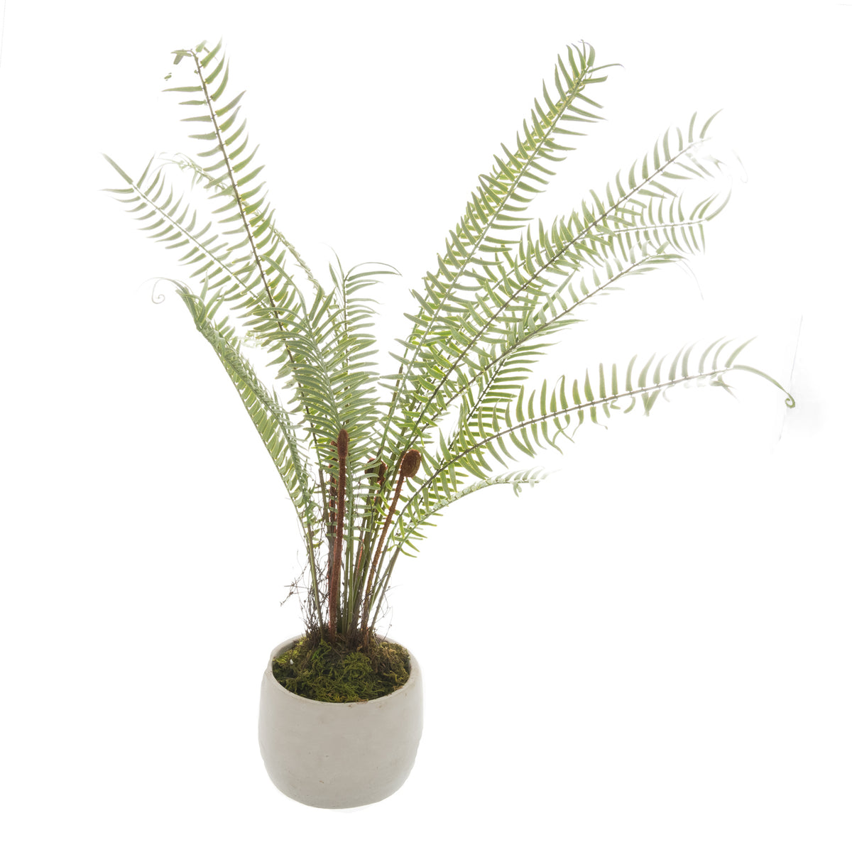 White Potted Boston Fern by Hill Interiors