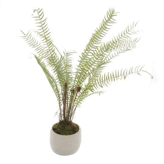 White Potted Boston Fern by Hill Interiors