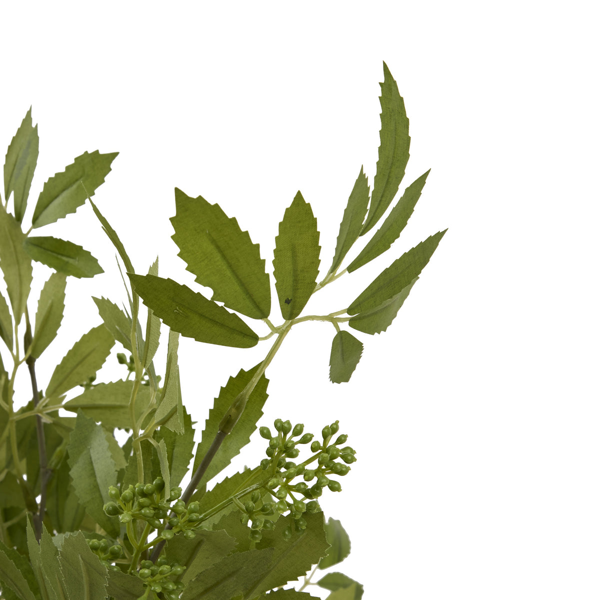 Long Fennel Stem by SEDERVA - image 5
