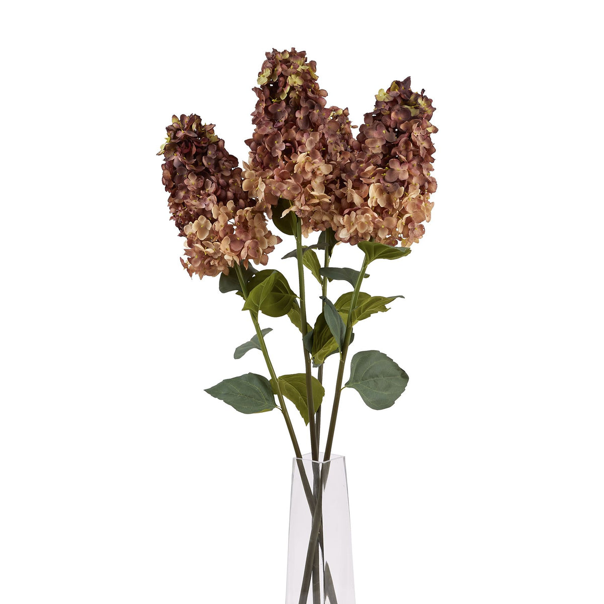 Burgundy Spear Hydrangea by SEDERVA - image 5