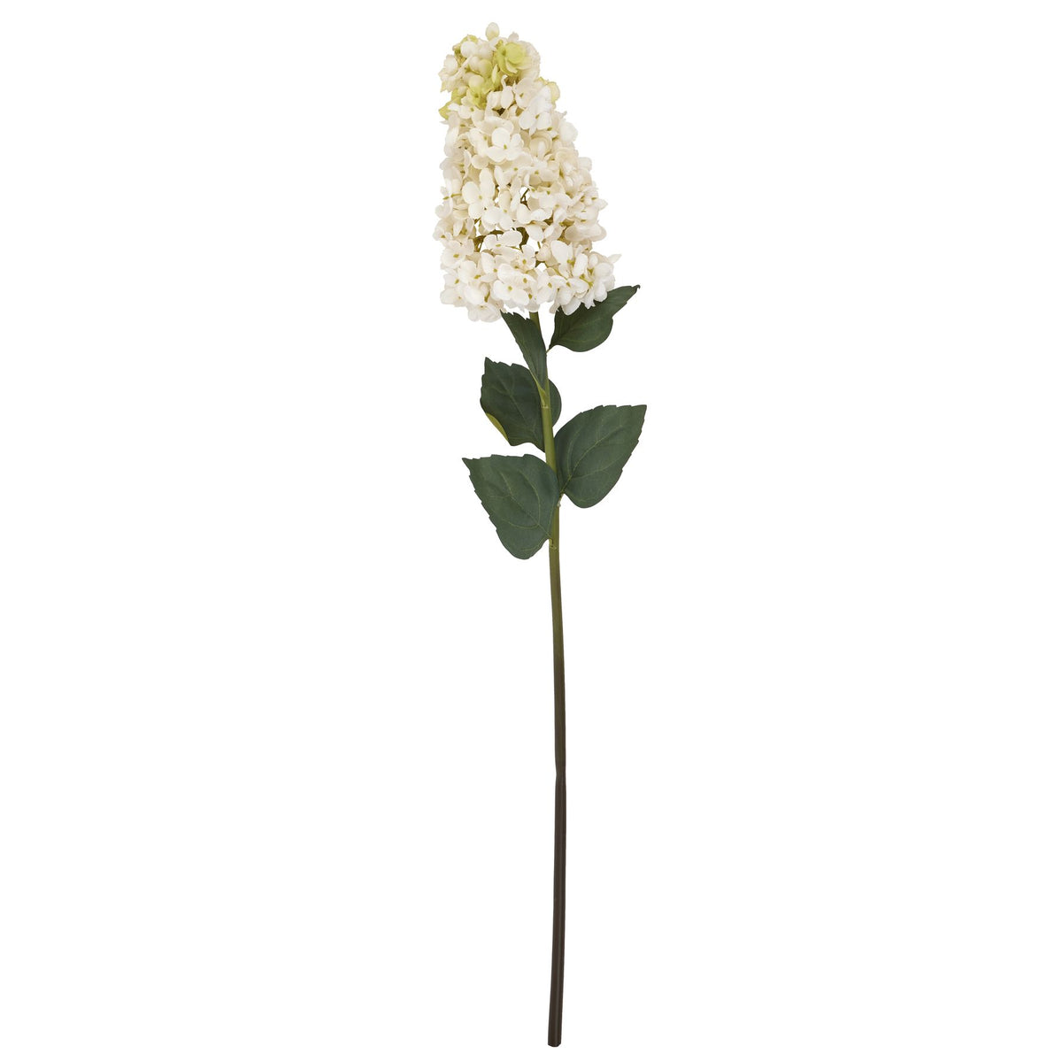 White Spear Hydrangea by SEDERVA - image 4