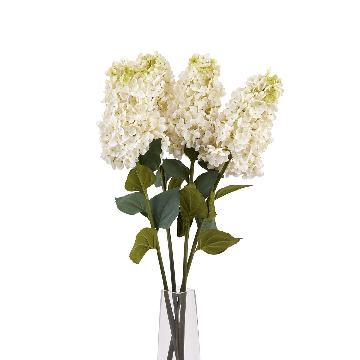 White Spear Hydrangea by SEDERVA - image 5