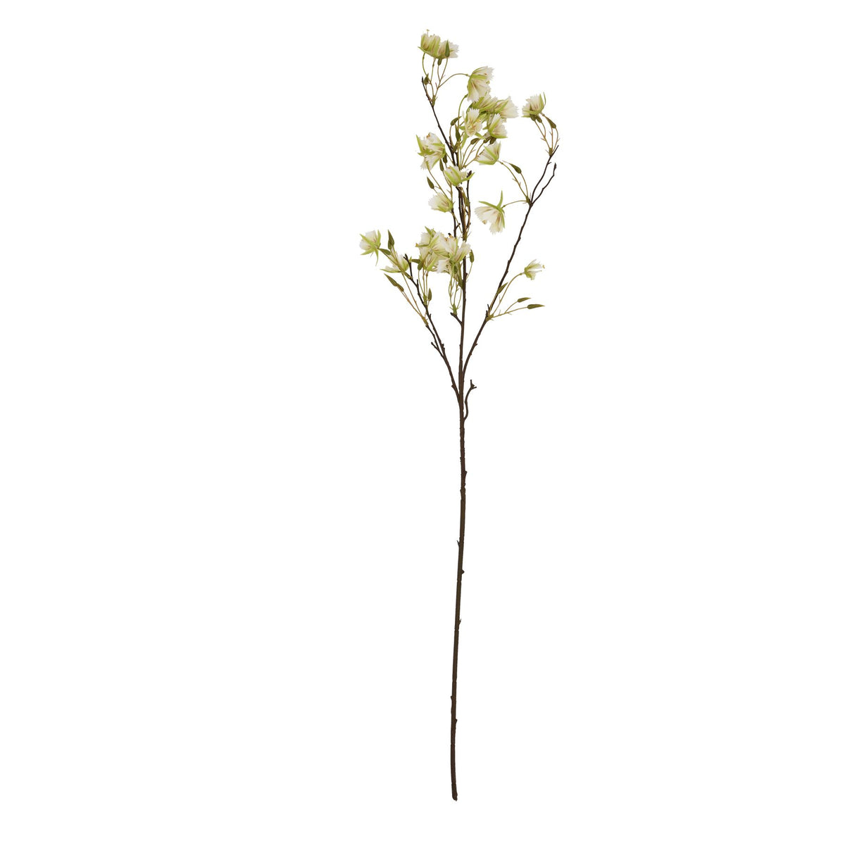 Elaeocarpus Stem by Hill Interiors - image 4