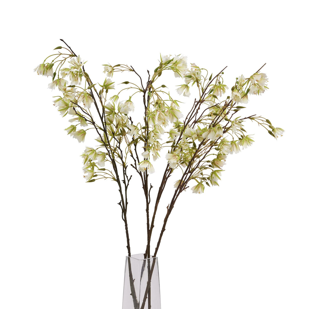 Elaeocarpus Stem by Hill Interiors - image 5
