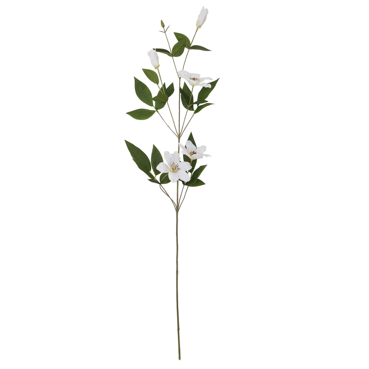 White Florida Clematis by Hill Interiors - image 4
