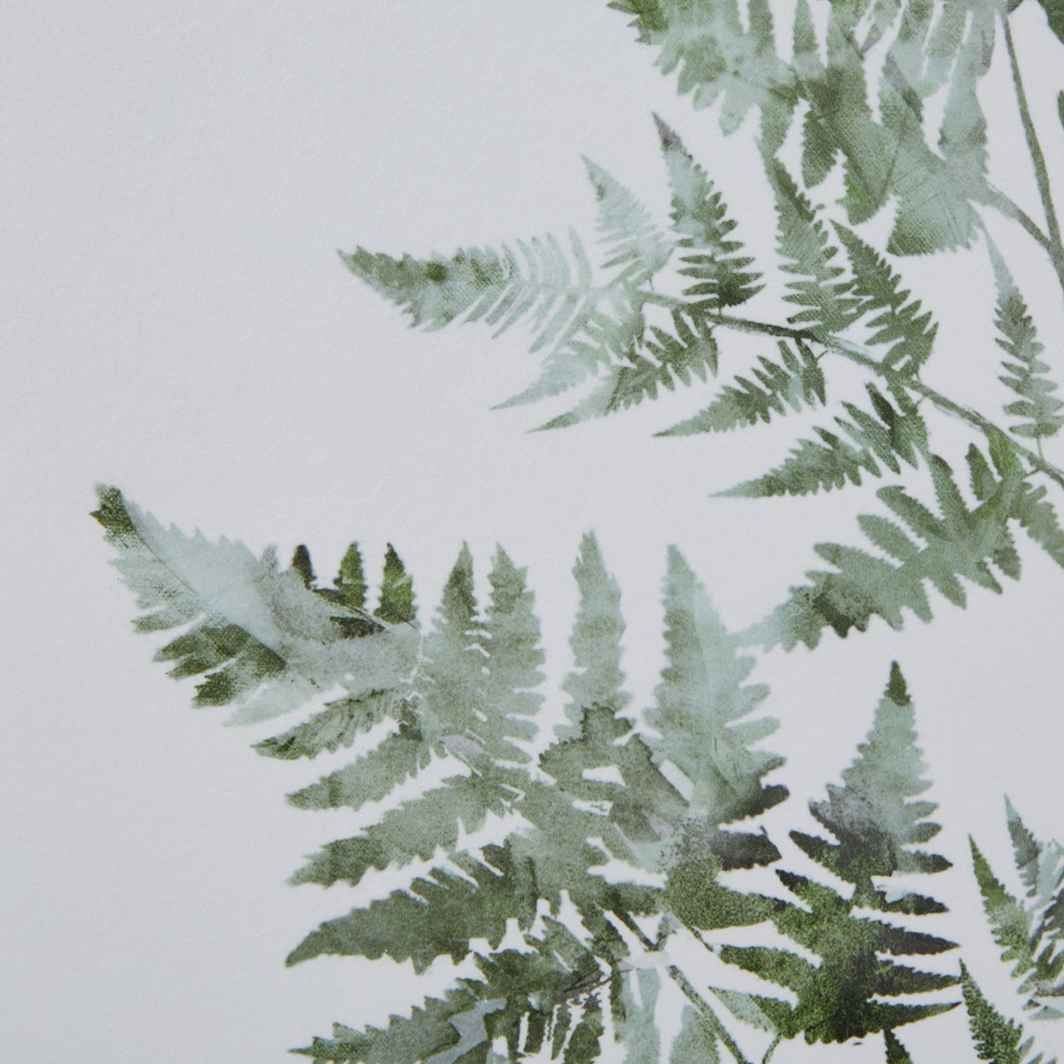 Watercolour Bracken Fern In Washed Wood Frame by Hill Interiors - image 3