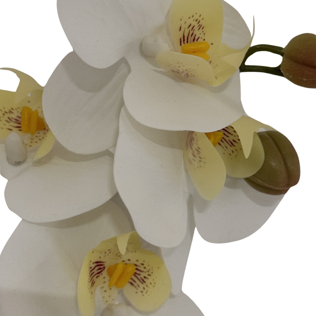 Tall White Butterfly Orchid Stem by Hill Interiors - image 3