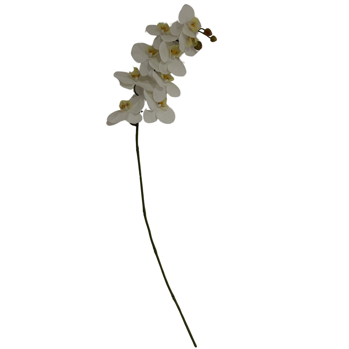 Tall White Butterfly Orchid Stem by Hill Interiors